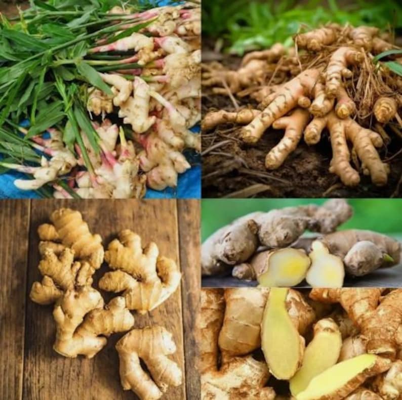 Fresh Indian ginger